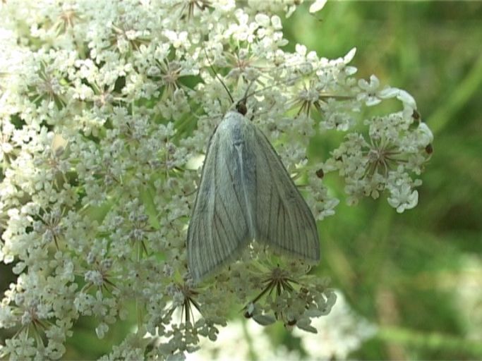 Möhrenzünsler ( Sitochroa palealis ) : Am Niederrhein, Biotop, 04.08.2007